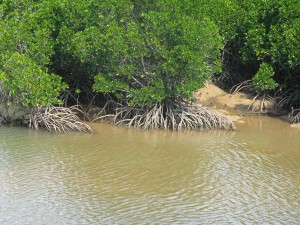 慶佐次湾のヒルギ林のマングローブ。根っこが地上に出ています。