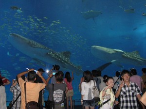 美ら海水族館。ダブルジンベイザメ。