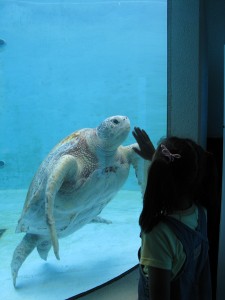 とても人懐っこいクロウミガメ。と娘。