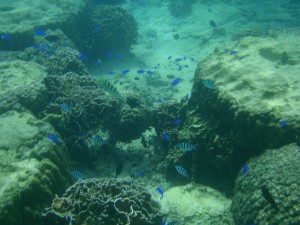 浅瀬でもこんなに魚がいます。