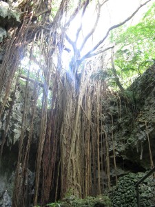 ガンガラーの谷の大主(うふしゅ)ガジュマル。垂れてるのは根っこ。